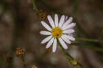 Perennial saltmarsh aster